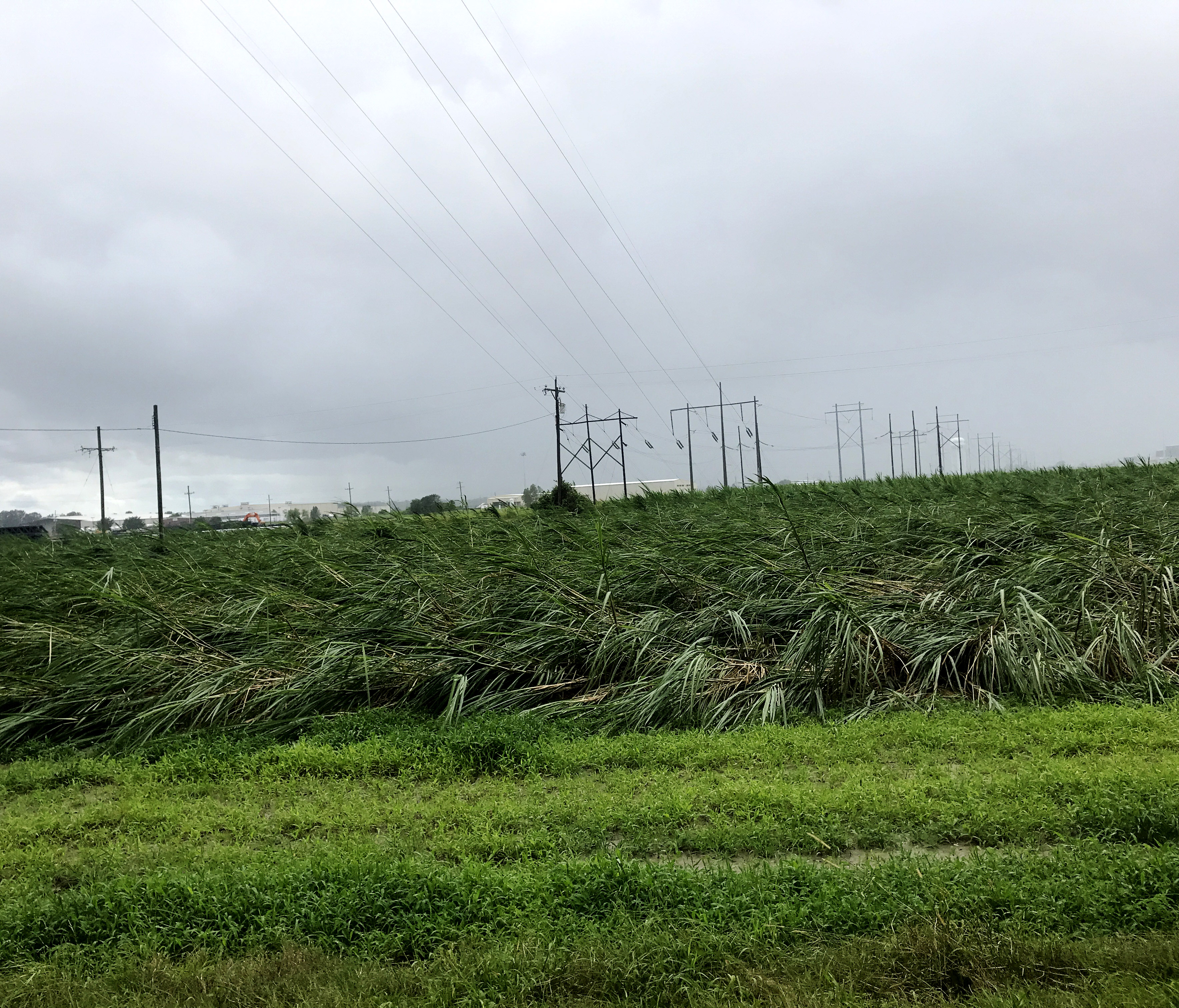 LSU AgCenter assessing damage from Hurricane Ida, injury to agriculture could be extensive